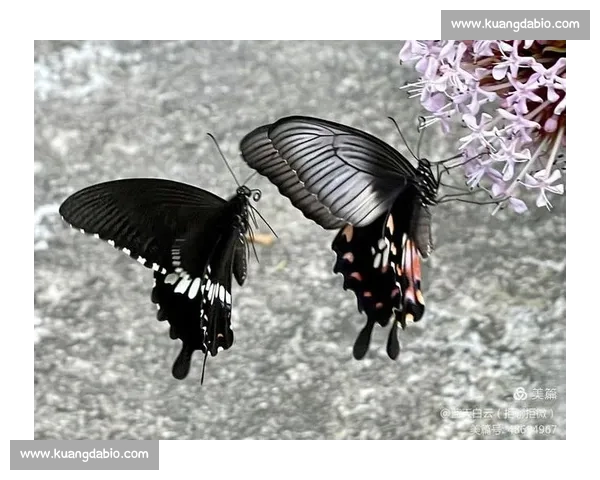 破茧成蝶:在磕碰中淬炼生命的韧性 破茧成蝶:在磕碰中淬炼生命的韧性